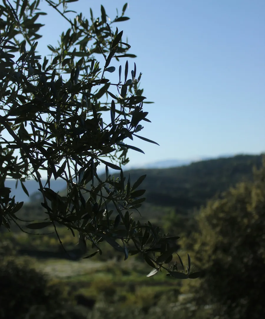 santorini private tours