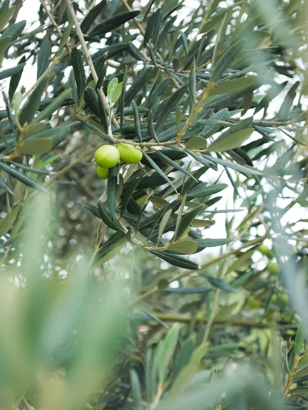 Santorini private tours