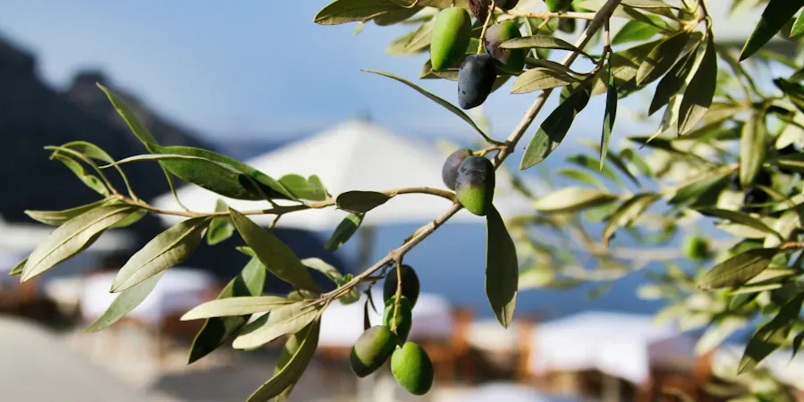 santorini private tours