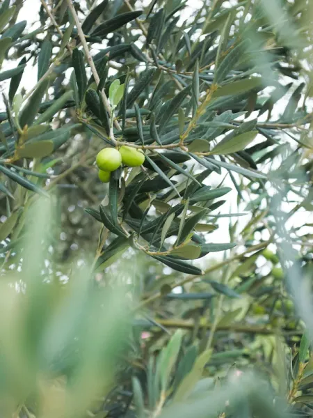 Santorini private tours